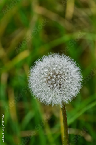 Dandelion flower. Close-up of a fluffy head of dandelion seeds on blurred green leaves background.