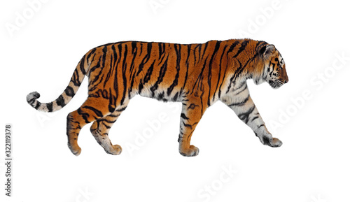 Siberian tiger  P. t. altaica   also known as Amur tiger  on white background