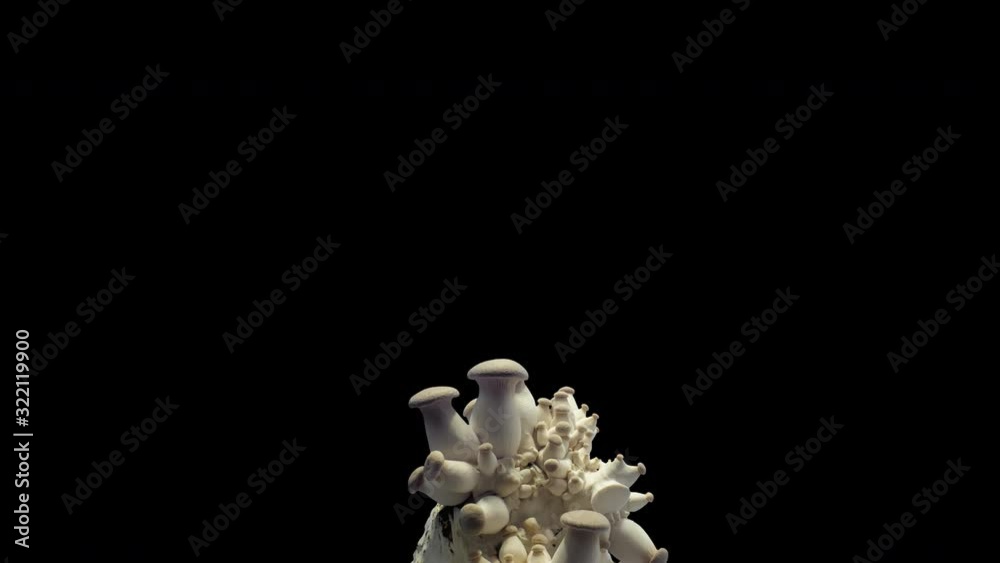 King trumpet mushroom (Pleurotus eryngii) Mushroom growth time lapse during the week on a alpha channel background King trumpet mushroom (Pleurotus eryngii) Mushroom growth time lapse during the week on a alpha channel background