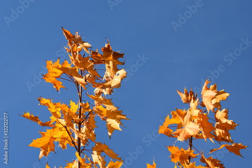 autumn leaves against blue sky