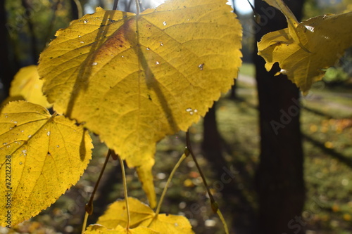 autumn leaves