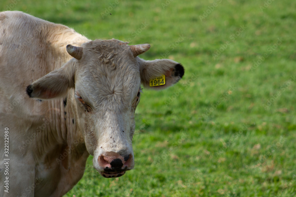 toro albino