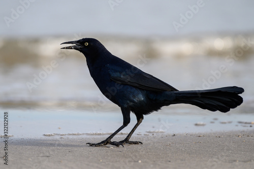 Boat Tailed Grackle on the Beach
