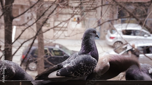 pigeon