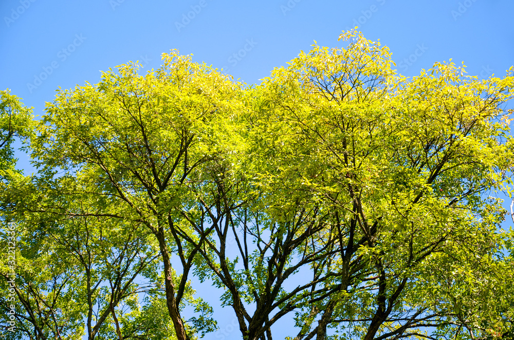 Tree branches with bright spring foliage photographed against the blue sky. Green and yellow leaves, sun shining on the tree. Spring concept Tree branches with bright spring foliage photographed against the blue sky. Green and yellow leaves, sun shining on the tree. Spring concept
