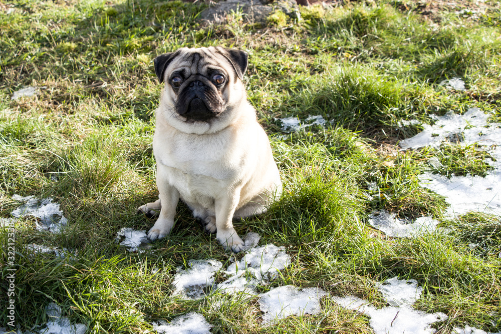 Obraz premium Close plane of a french bulldogFrench bulldog on the lawn with the first snow. Favorite pet. Puppy joy.
