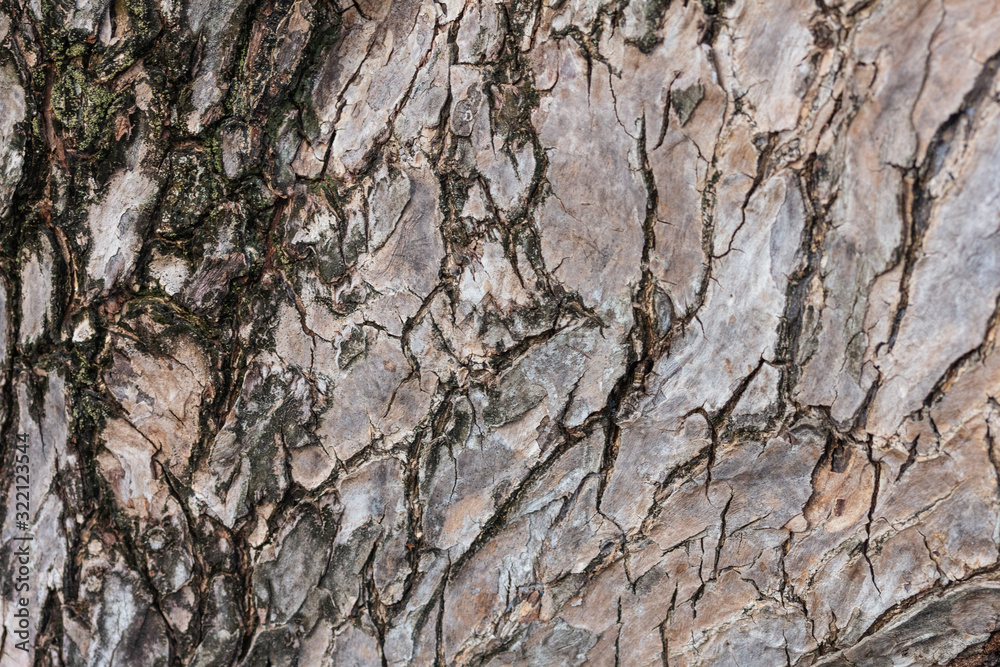 Old Wooden texture background. Close up texture cracked on banyan tree. Old Wooden texture background. Close up texture cracked on banyan tree.
