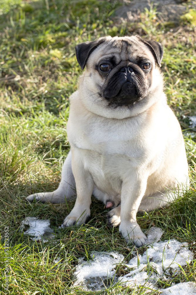Close plane of a french bulldogFrench bulldog on the lawn with the first snow. Favorite pet. Puppy joy.
