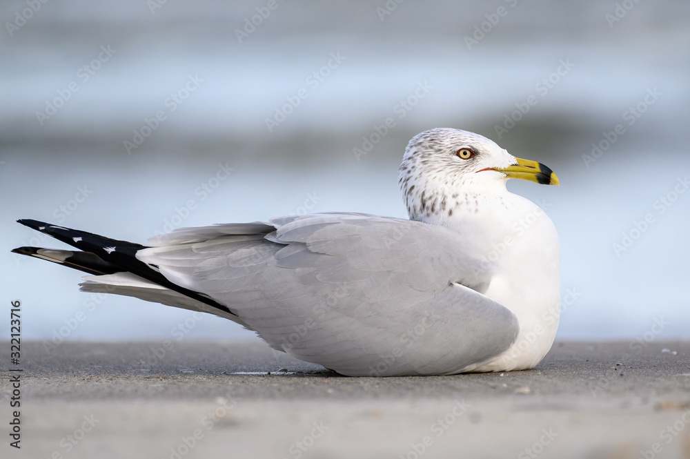 Ring Billed Gull on the Gulf Coast Ring Billed Gull on the Gulf Coast