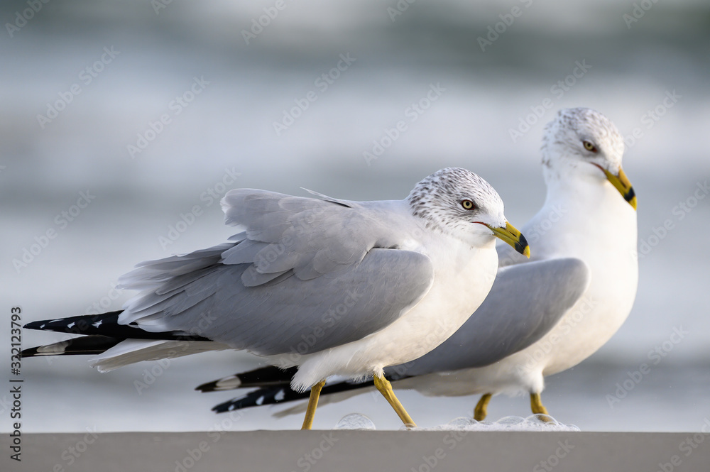 Ring Billed Gulls on the Gulf Coast Ring Billed Gulls on the Gulf Coast