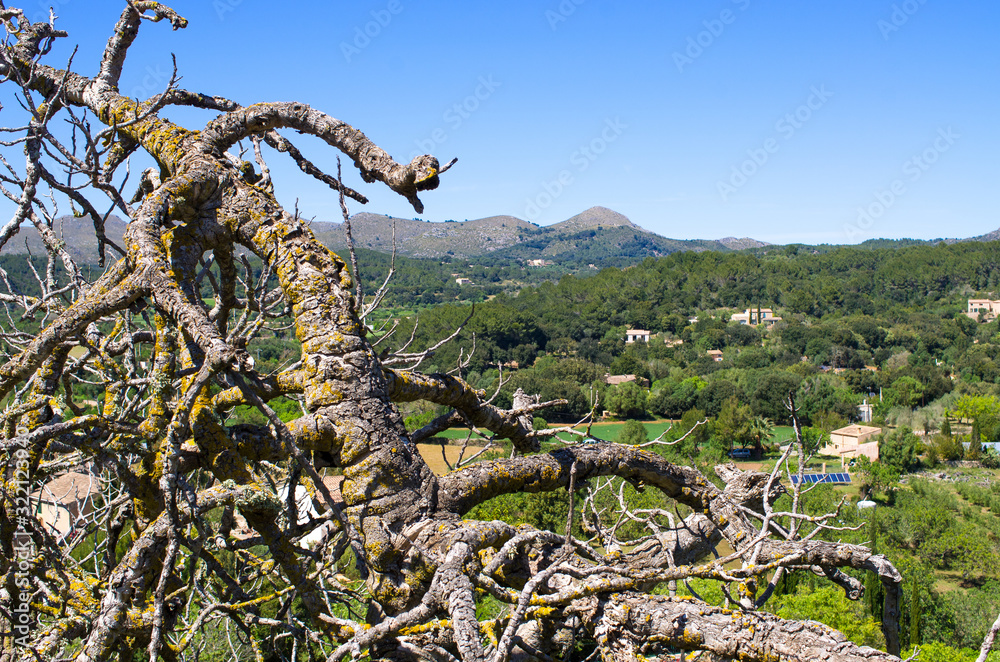 Fototapeta premium Wiew with old woods, Malloraca island, Spain