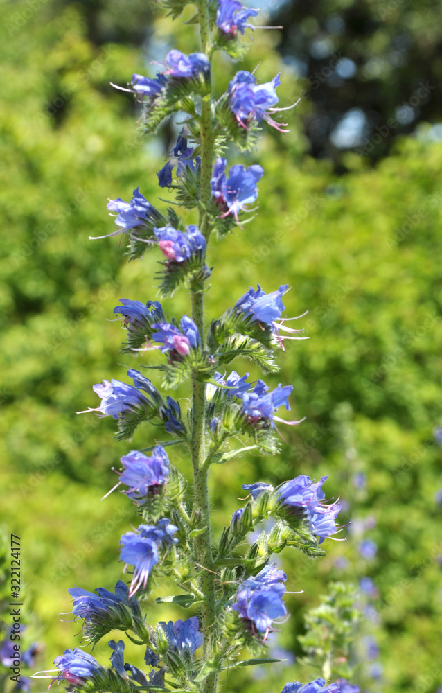 In the field among the herbs bloom Echium vulgare