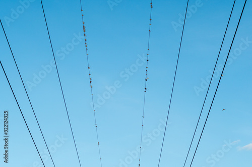 birds sitting on power lines