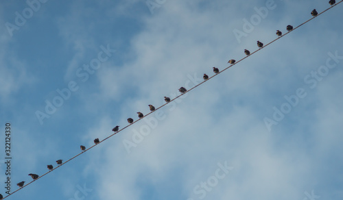 birds sitting on power lines