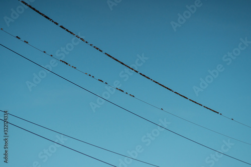 birds sitting on power lines