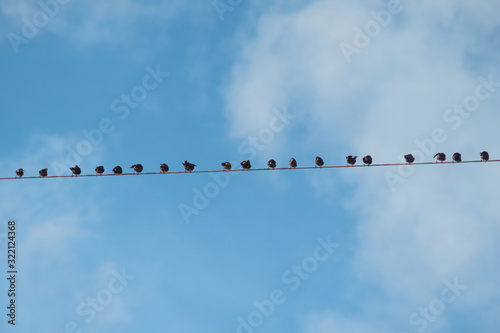 birds sitting on power lines