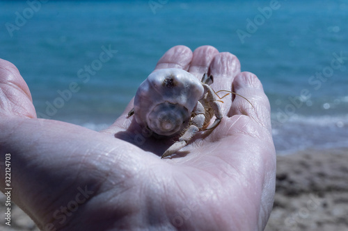 Male hand with a small Mediterranean inhabitant of warm sandy shore. Little crab on a strong palm of a man.