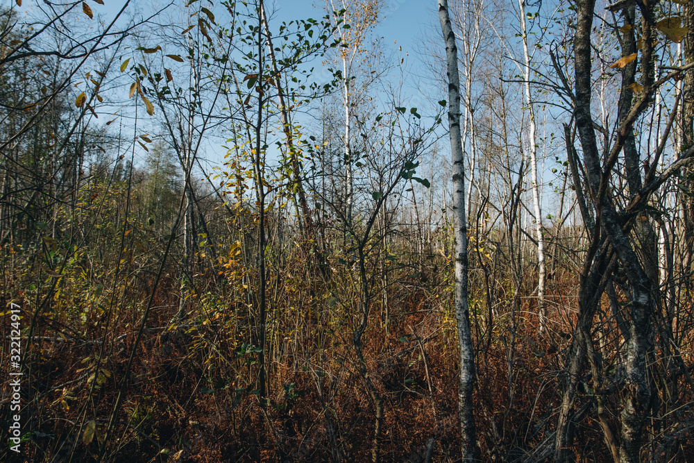 Fototapeta premium marsh in a forest with birch trees