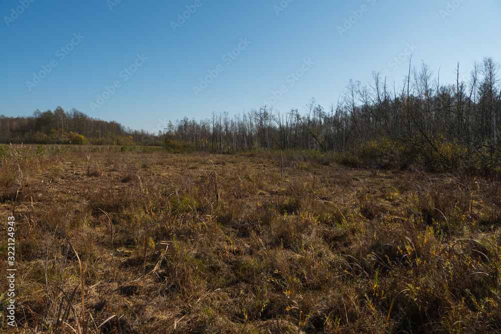 swamps with phragmites in polesie swamps with phragmites in polesie