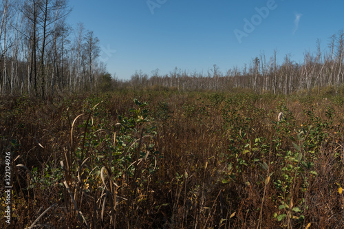 swamps with phragmites in polesie