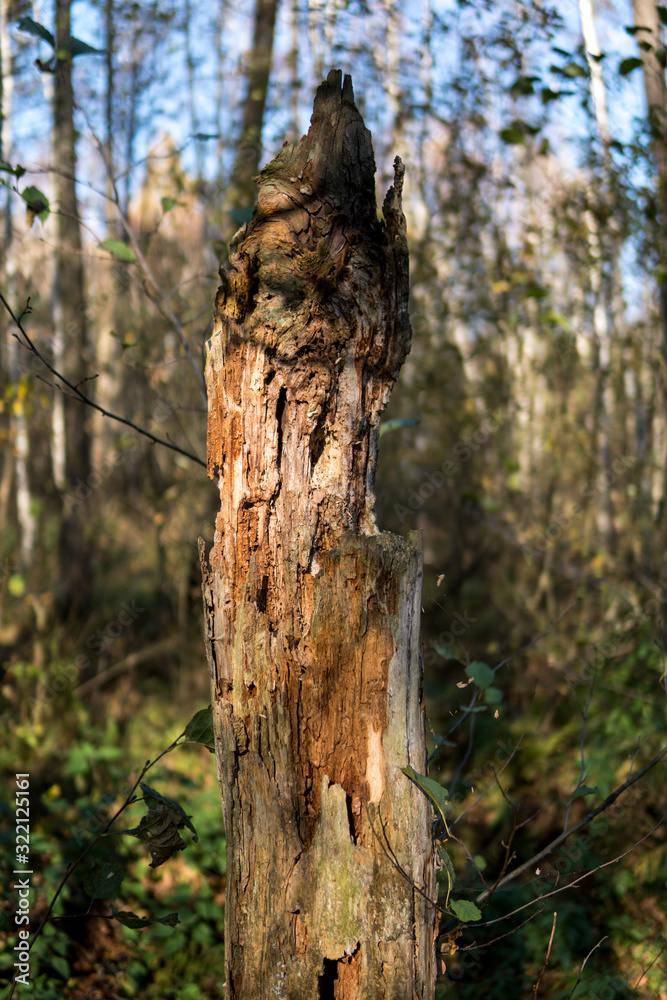 old rotten tree trunk