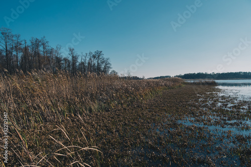 phragmites on a shore of a dystrophic lake photo