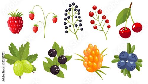 Collection of twigs of wild berries. Forest berry. Sweet fruit.
