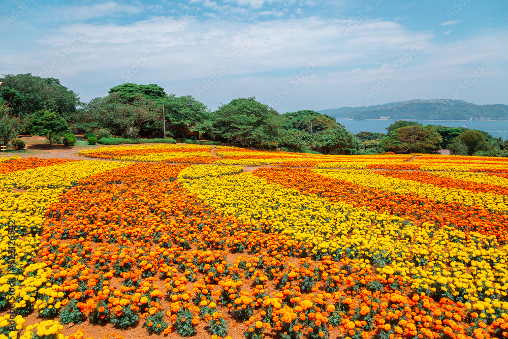 Nokonoshima island park Colorful flower field in Fukuoka, Japan Nokonoshima island park Colorful flower field in Fukuoka, Japan