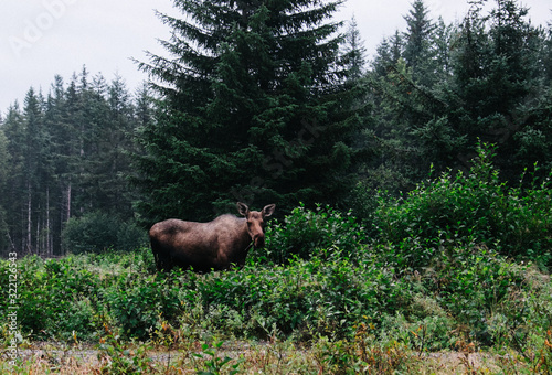 Moose grazing in the forest
