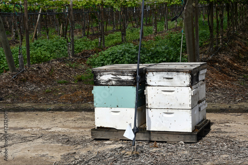 Farmers using honey bees to fertilize crops