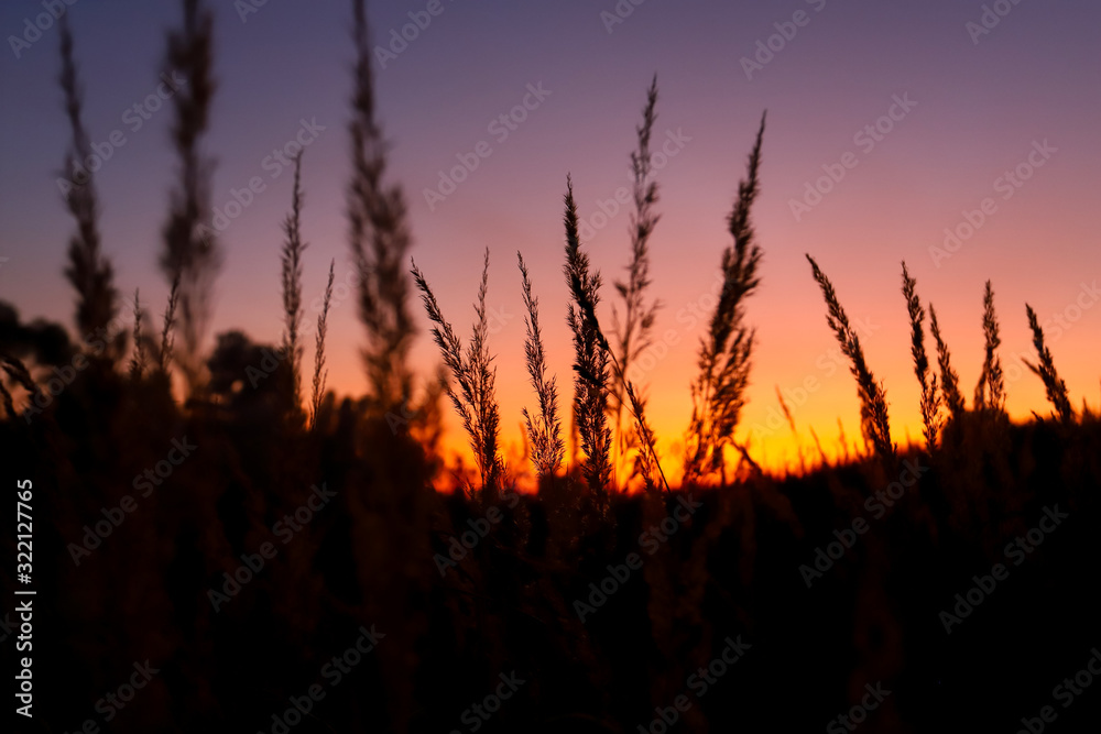 dry grass field, sunset beauty. Beautiful sunset with meadows. Get to know the beauty of the native land