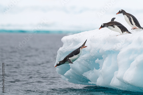 Jumping Gentoo Penguins