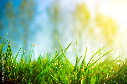 Cuadro en lienzo Fresh morning dew on spring green grass in sunlight.