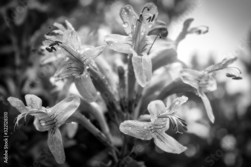 black and white dream flower