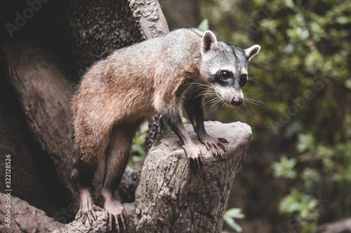 raccoon © Erick