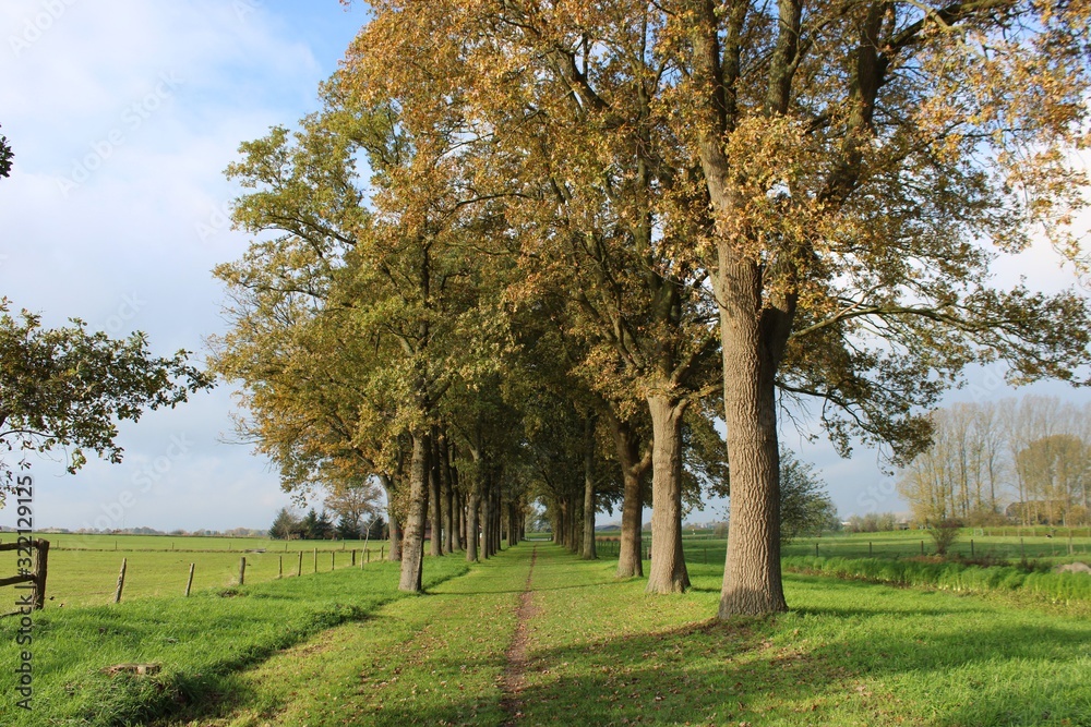 Path in the forest in the autumn, the Netherlands