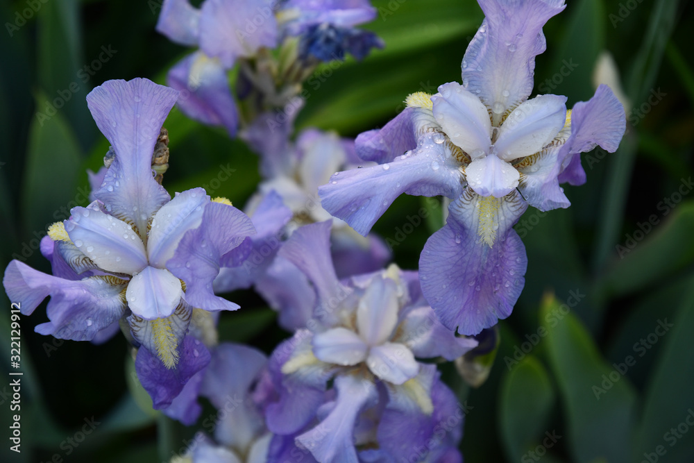 Purple flowers in garden. Light purple blue iris flowers covered with water drops after watering. Top view of blooming irises on flowerbed in garden. Texture of luxuriant petals closeup Purple flowers in garden. Light purple blue iris flowers covered with water drops after watering. Top view of blooming irises on flowerbed in garden. Texture of luxuriant petals closeup
