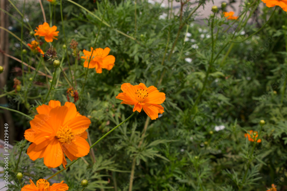 Orange Cosmos (Cosmos sulphureus) known as Maxican Aster Maxican Sunflower Orange Cosmos (Cosmos sulphureus) known as Maxican Aster Maxican Sunflower