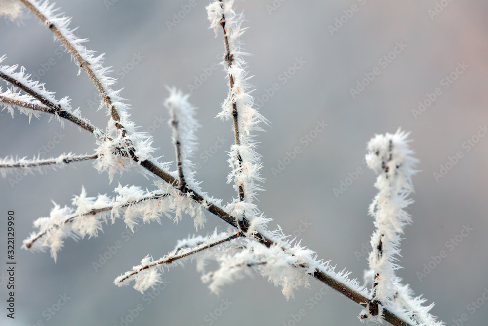 Ice crystals on the branches