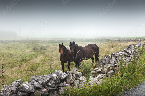 Foto chevaux dans le pret