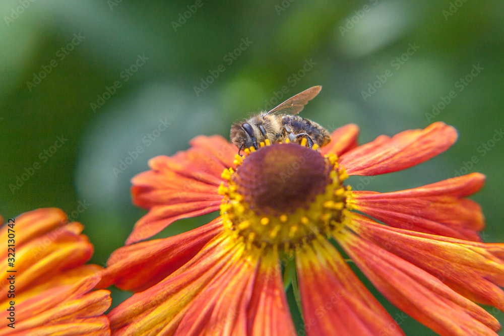 Honey bee covered with yellow pollen drink nectar, pollinating orange flower. Inspirational natural floral spring or summer blooming garden or park background. Life of insects. Macro close up. Honey bee covered with yellow pollen drink nectar, pollinating orange flower. Inspirational natural floral spring or summer blooming garden or park background. Life of insects. Macro close up.