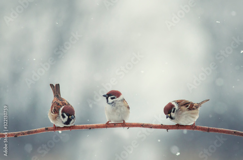 natural background with three little funny little birds sitting on a branch in the winter garden under the snow