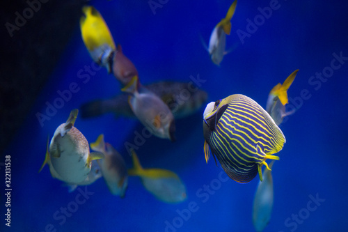 Imperial angel fish (Pomacanthodes imperator) and another exotic fishes in aquarium. photo