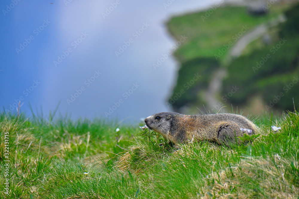 Wild marmot in its natural environment of mountains with mountain lake in background. The alpine marmot (Marmota marmota) is a large ground-dwelling squirrel, from the family of marmots. Wild marmot in its natural environment of mountains with mountain lake in background. The alpine marmot (Marmota marmota) is a large ground-dwelling squirrel, from the family of marmots.