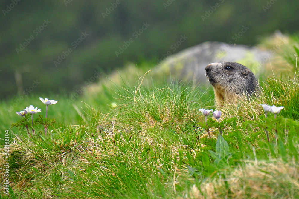 Wild marmot in its natural environment of mountains with mountain lake in background. The alpine marmot (Marmota marmota) is a large ground-dwelling squirrel, from the family of marmots. Wild marmot in its natural environment of mountains with mountain lake in background. The alpine marmot (Marmota marmota) is a large ground-dwelling squirrel, from the family of marmots.