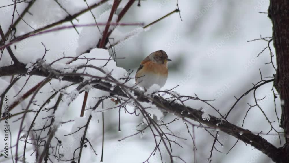 Winter finch sitting on branch in winter season video Winter finch sitting on branch in winter season video