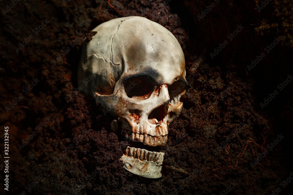 Skull of a dead man in on the ground Skull of a dead man in on the ground