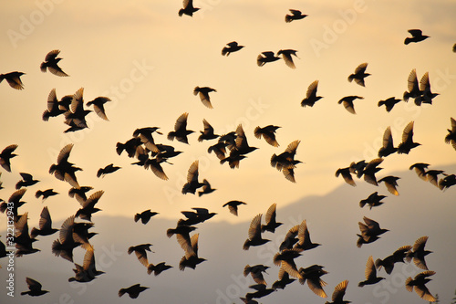 Silhouettes of birds with mountains in the background. Yellow/orange morning sun. The common starling (Sturnus vulgaris), also known as the European starling, Sturnidae.