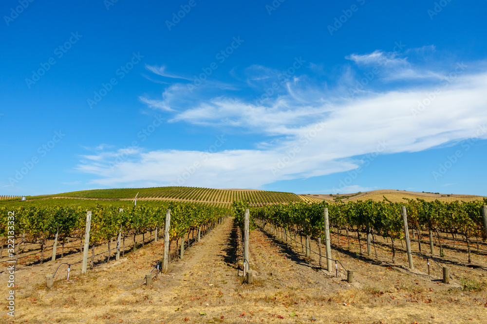 Rural landscape with vineyard and blue sky