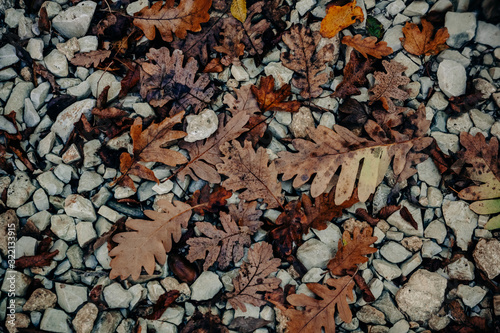 Autumn oak leaves lie on the stones